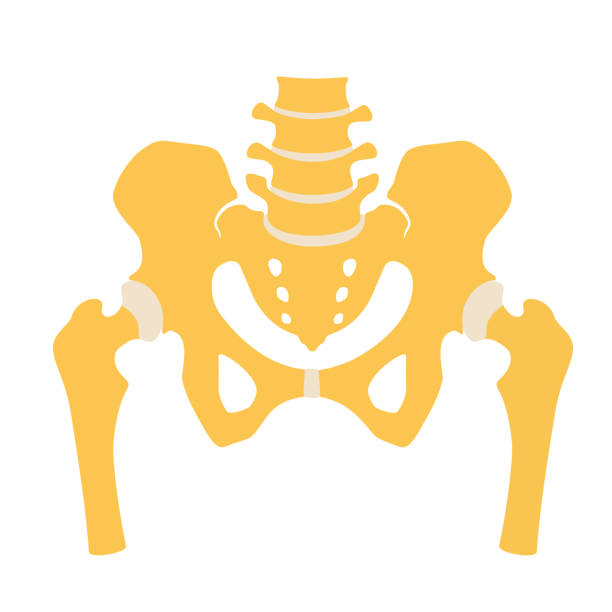 illustrations, cliparts, dessins animés et icônes de fragment de la structure du squelette humain. ceinture pelvienne et les cuisses. - human skeleton people human spine human bone