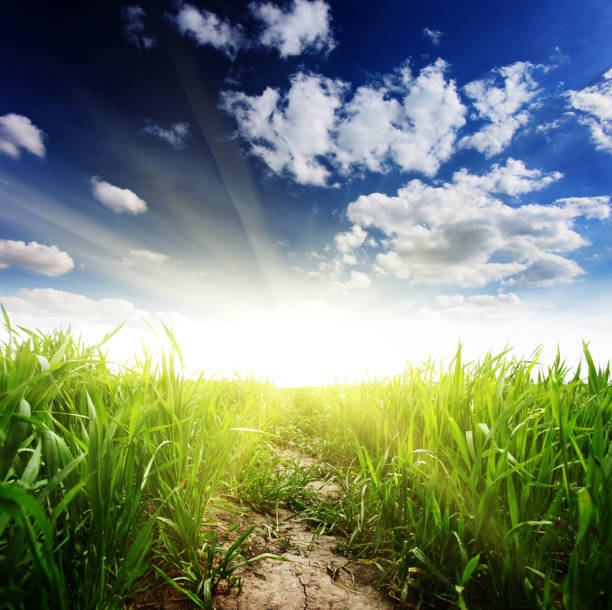 istock Beautiful spring field with a green grass and the beautiful sky 1092109430