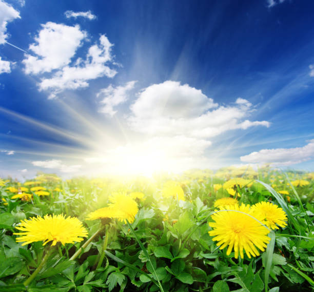 Field of dandelions, blue sky and sun.