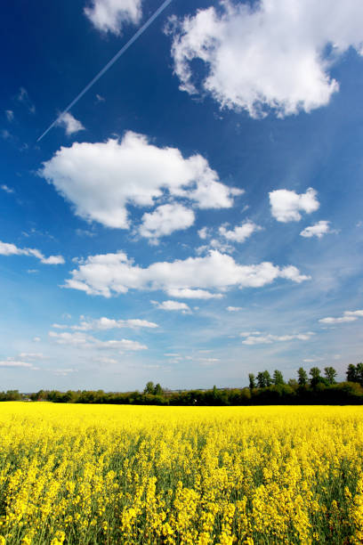 istock Yellow field rapeseed in bloom with blue sky and white clouds 1092109746
