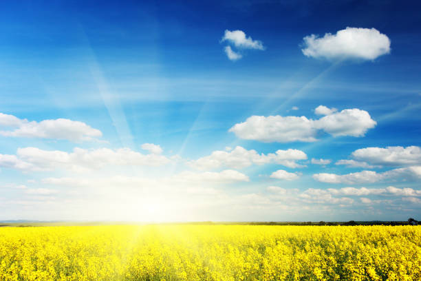 istock Yellow field rapeseed in bloom with blue sky and white clouds 1092109868
