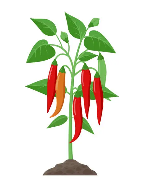 Vector illustration of Chili pepper plant with ripe fruits growing in the ground vector illustration isolated on white background