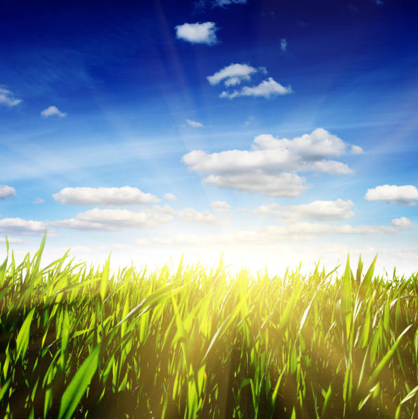 Beautiful spring flower with a green grass and the beautiful sky