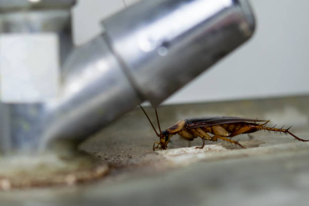 istock The cockroach crawling around faucet. 1092110702