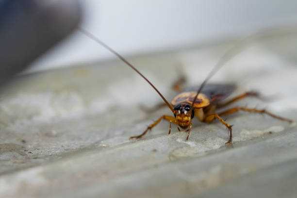 istock The cockroach crawling around faucet. 1092110734