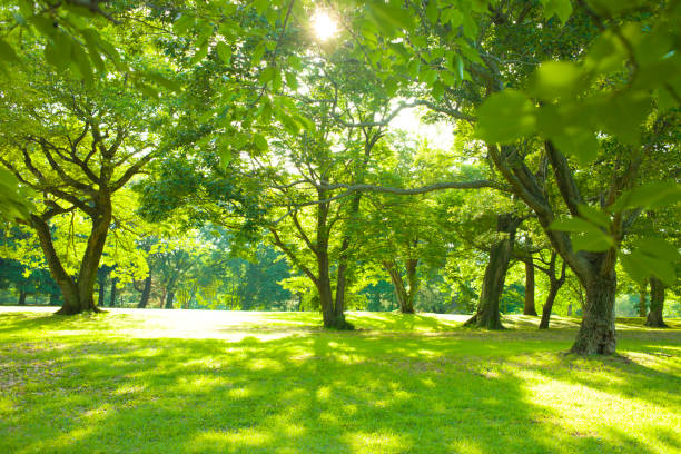 istock Morning garden sunshine 1092110858