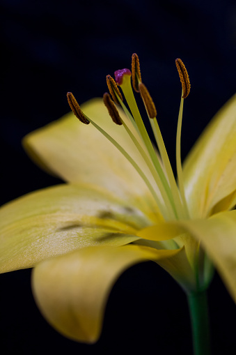 Yellow lily on black background. Beautiful blurred yellow lily, focus on a stamen, flower parts.  Abstract floral background. Close up.