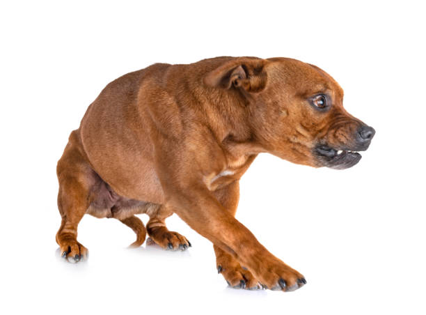 istock staffordshire bull terrier 1092112308