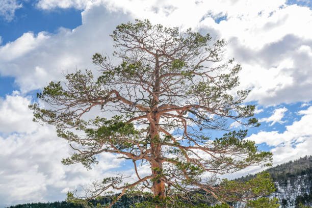 istock Pine big green tree on winter day with cloudy sky 1092113502