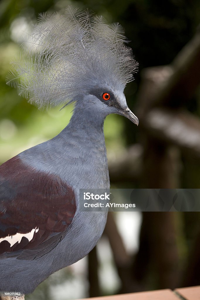 Западная Crowned pigeon (Goura cristata - Стоковые фото Crowned Pigeon роялти-фри