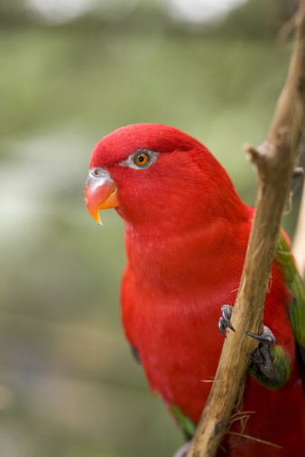 The Chattering Lory is a parrot native to Malaysia and Indonesia.