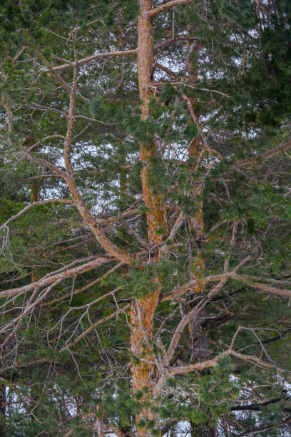 istock Pine tree green forest on mountain winter season 1092113738