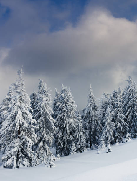 istock Trees covered with hoarfrost and snow in mountains 1092114908