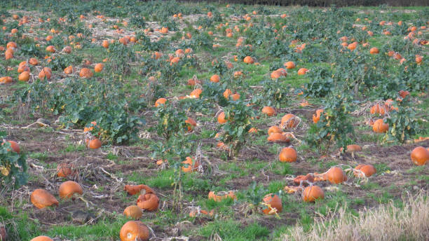 istock Ripe orange pumpkins for sale 1092117906