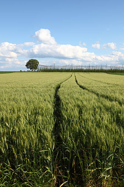 field of rye - fahrspur fotografías e imágenes de stock