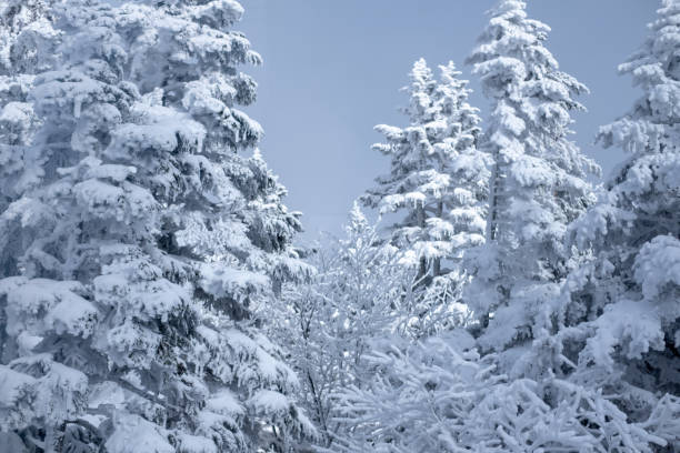 ramo di abete rosso coperto di gelo sulla scena invernale, rami di pino smerigliato. - christmas winter non urban scene pine tree foto e immagini stock