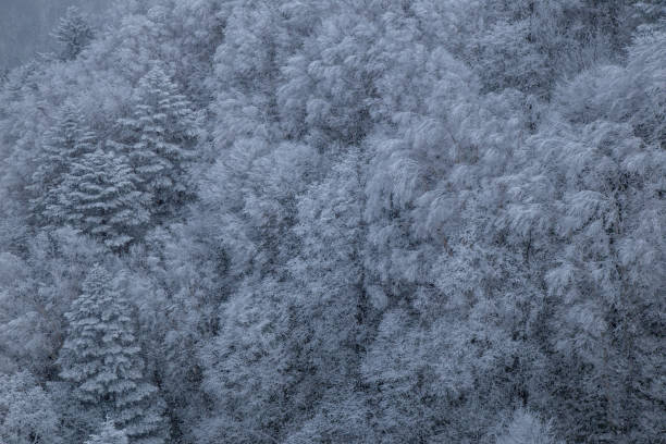 ramo di abete rosso coperto di gelo sulla scena invernale, rami di pino smerigliato. - christmas winter non urban scene pine tree foto e immagini stock