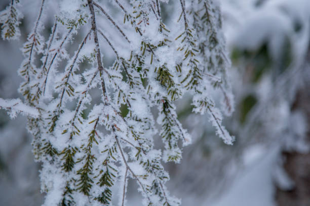 ramo di abete rosso coperto di gelo sulla scena invernale, rami di pino smerigliato. - christmas winter non urban scene pine tree foto e immagini stock