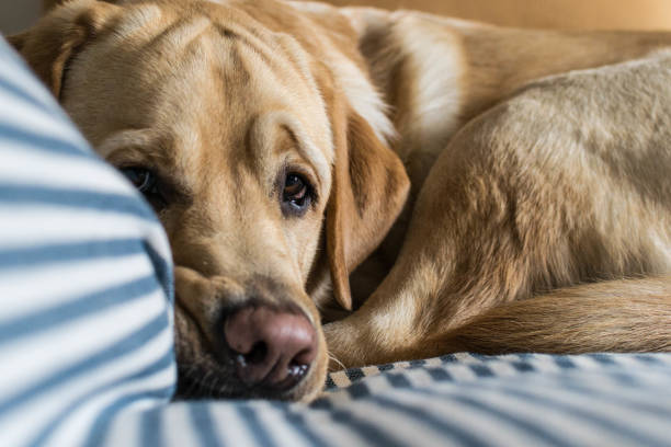 istock Sweet dog Labrador 1092118972