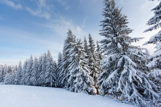 istock Trees covered with hoarfrost and snow in mountains. 1092119006