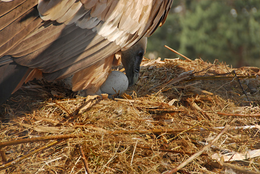 Eurasian griffon egg laying on a nest with the bird op top.