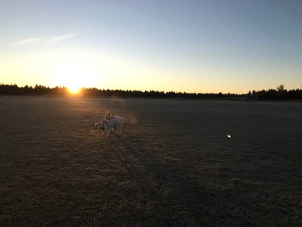 istock White German Shepherd with red collar playing in grass field sunrise 1092123926