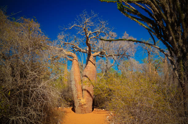 пейзаж с деревом баобаба adansonia grandidieri в национальном парке рениала, толиара, мадагаскар - ifaty стоковые фото и изображения