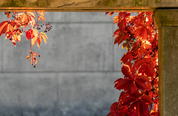 istock Close-Up Of Maple Leaves Hanging On Wall During Autumn 1092131194