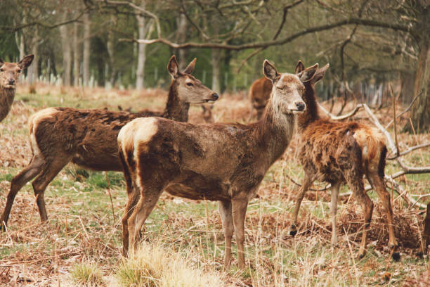 istock Deer Standing On Grassy Field In Forest 1092134140