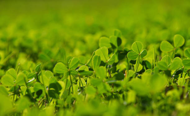 istock Close-Up Of Plants Growing On Field 1092134430