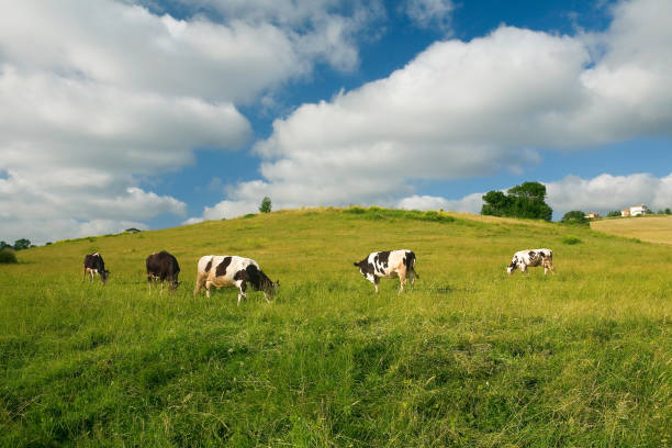 istock Cows grazing on pasture and cloudy sky 1092134784
