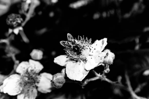 istock Close-Up Of Insect On Flower 1092135062
