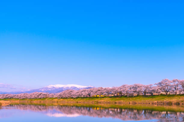 Ogawara , Miyagi, Japan - April 5, 2018:Shiroishigawa-tsutsumi Hitome Senbonzakura, Cherry blossoms with snow-covered Zao Mountain in background along the bank of Shiroishi river in Funaoka Castle Ruin Park, Sendai, Miyagi prefecture, Japan
