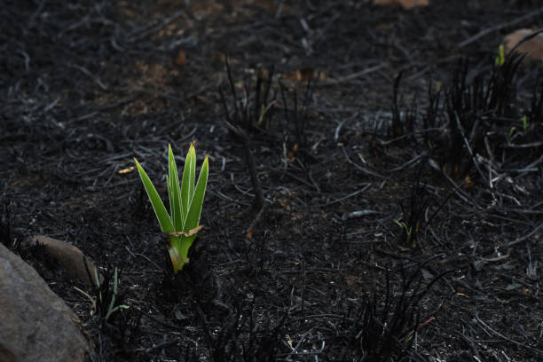 istock Emerging Star Lily Plant (hypoxis rigidula) In Burnt Field 1092144154