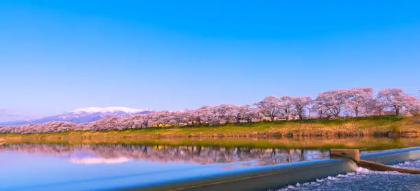 Photo of Shiroishi River 1000 Cherry Blossoms at a Glance ( Shiroishigawa-tsutsumi Hitome Senbonzakura )