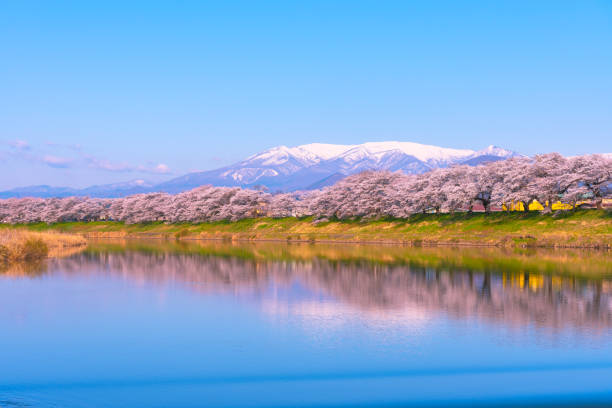 shiroishi río 1000 cerezos de un vistazo (shiroishigawa-tsutsumi hitome senbonzakura) - región de tohoku fotografías e imágenes de stock