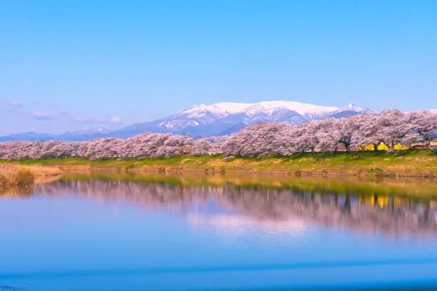 Photo of Shiroishi River 1000 Cherry Blossoms at a Glance ( Shiroishigawa-tsutsumi Hitome Senbonzakura )