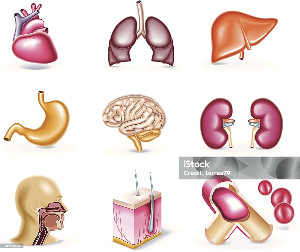 Cartoon style icon set. Internal organs Set of highly detailed medical cartoon icons Anatomy stock vector