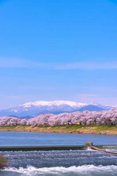 Photo of Shiroishi River 1000 Cherry Blossoms at a Glance ( Shiroishigawa-tsutsumi Hitome Senbonzakura )