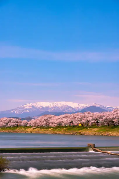 Photo of Shiroishi River 1000 Cherry Blossoms at a Glance ( Shiroishigawa-tsutsumi Hitome Senbonzakura )