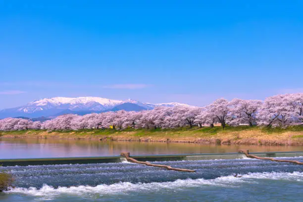 Photo of Shiroishi River 1000 Cherry Blossoms at a Glance ( Shiroishigawa-tsutsumi Hitome Senbonzakura )