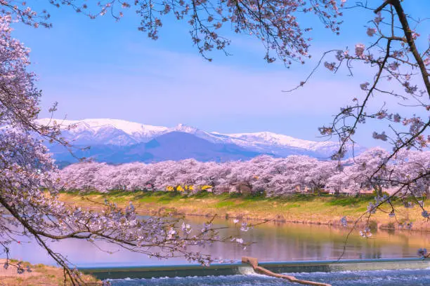Photo of Shiroishi River 1000 Cherry Blossoms at a Glance ( Shiroishigawa-tsutsumi Hitome Senbonzakura )