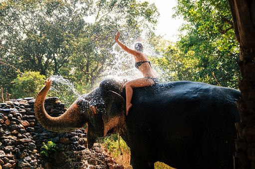 Panaji, Goa, India - December 8, 2014: Young slim woman in swimsuit are enjoying water splashing by elephant in jungle in Goa