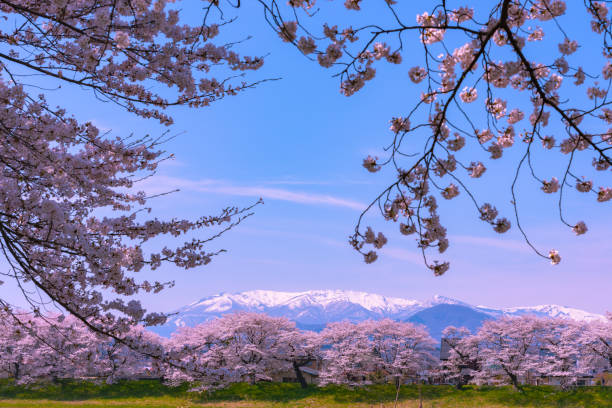 istock Shiroishi River 1000 Cherry Blossoms at a Glance ( Shiroishigawa-tsutsumi Hitome Senbonzakura ) 1092149202