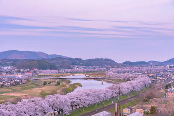 Photo of Shiroishi River 1000 Cherry Blossoms at a Glance ( Shiroishigawa-tsutsumi Hitome Senbonzakura )