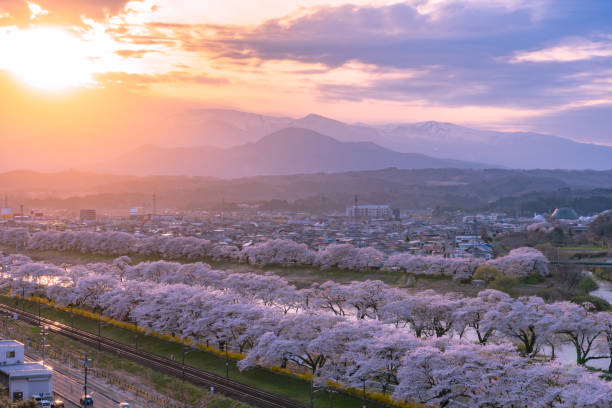 istock Shiroishi River 1000 Cherry Blossoms at a Glance ( Shiroishigawa-tsutsumi Hitome Senbonzakura ) 1092151606