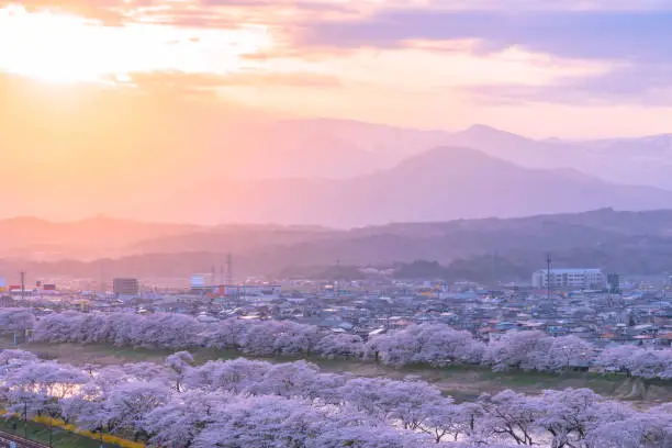 Photo of Shiroishi River 1000 Cherry Blossoms at a Glance ( Shiroishigawa-tsutsumi Hitome Senbonzakura )