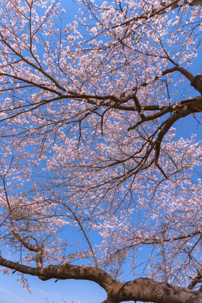 istock Cherry blossom in spring season, Japan. 1092151994