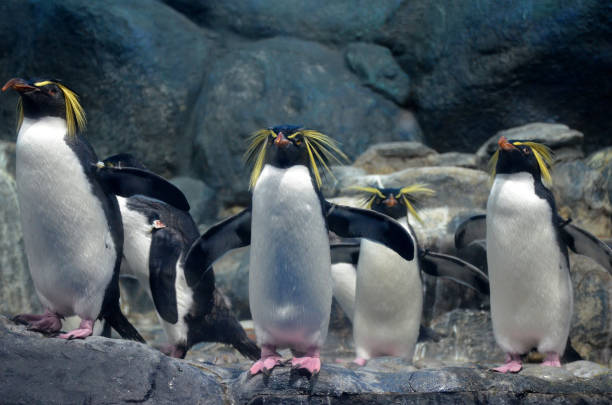 un grupo de pingüinos de penacho amarillo norteño con una mirada amenazante y las alas de extensión de pie sobre las rocas y esperando. - nobody beak animal head penguin fotografías e imágenes de stock