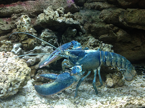 Close up of a big blue lobster with huge tentacles next to rocks and corals in an aquarium